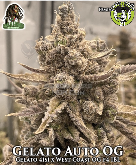 Bild von Gelato Auto OG