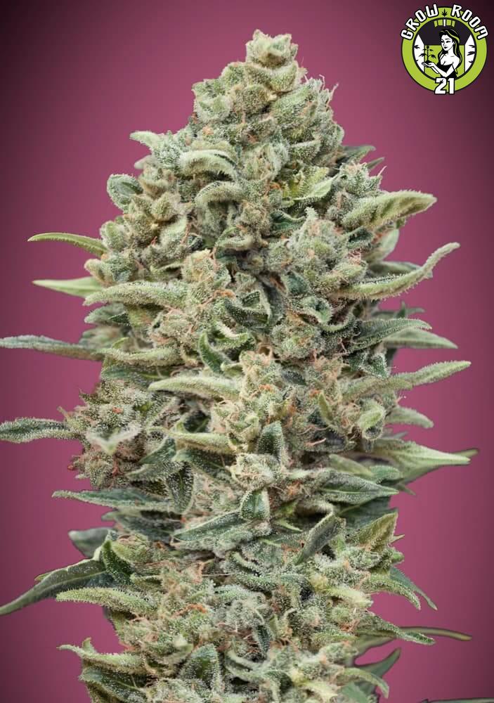 Bild von Gelato 33 Fast