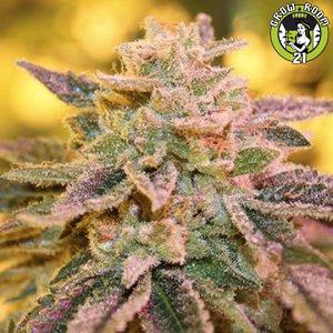 Bild von Gelato Zkittlez