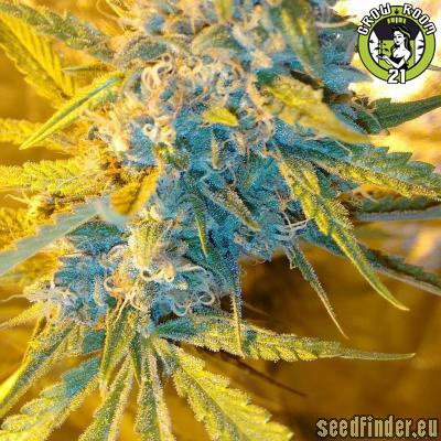 Bild von Ghost Train Haze X Girl Scout Cookie X California Orange Bud