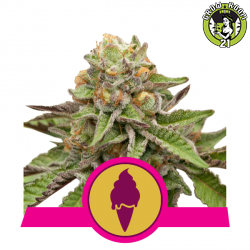 Bild von Seeds Green Gelato