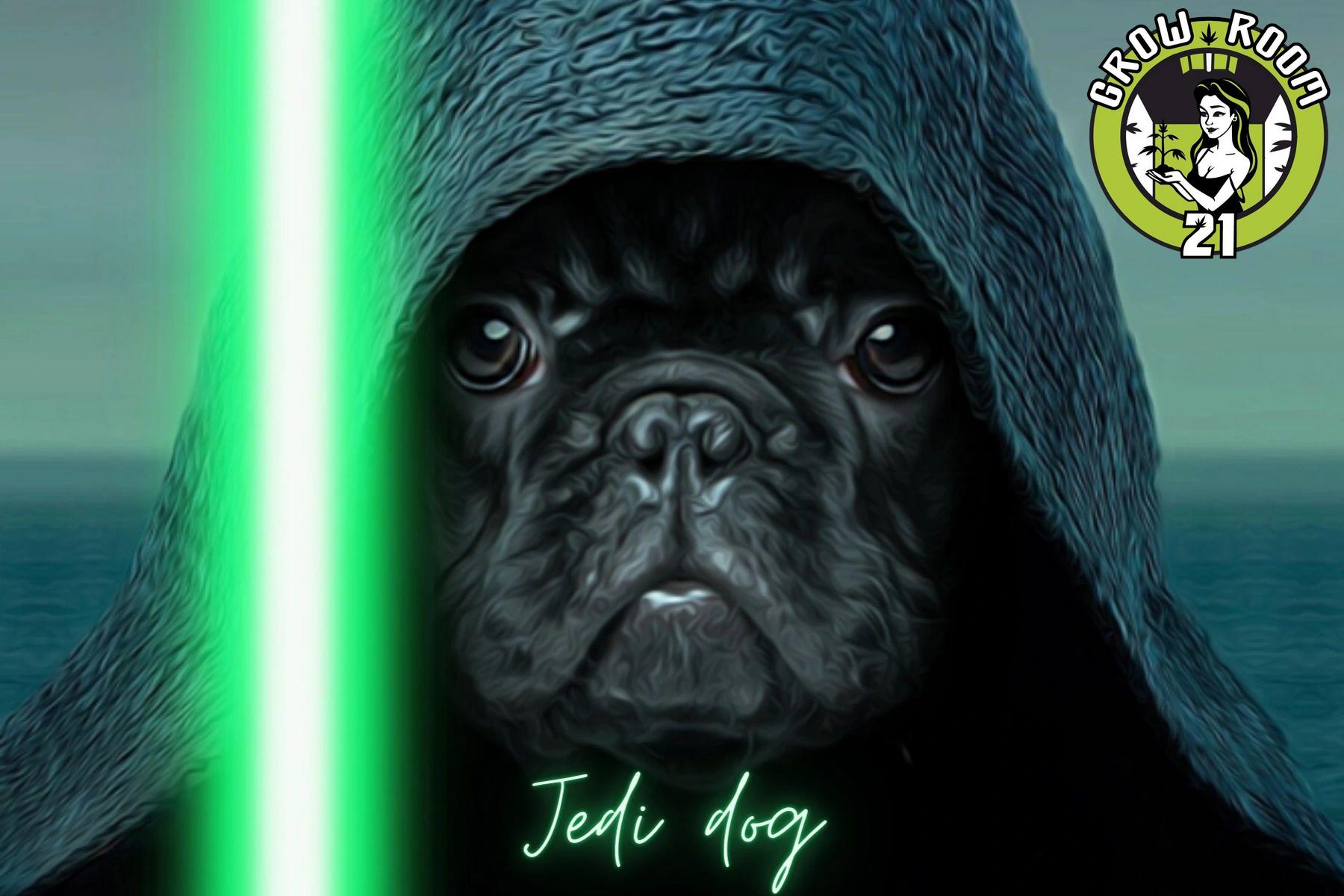 Bild von Jedi Dog Auto