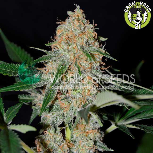 Bild von Afghan Kush Early Harvest