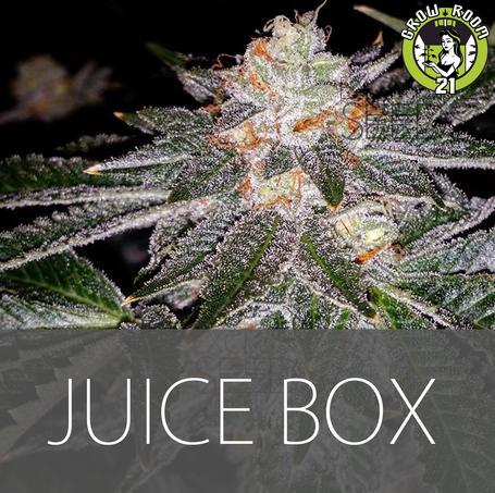 Bild von Juice Box