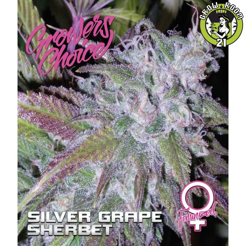 Bild von Silver Grape Sherbet