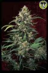 Bild von Arjans Strawberry Haze