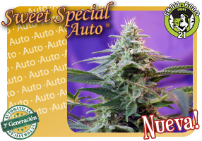 Bild von Sweet Special Auto