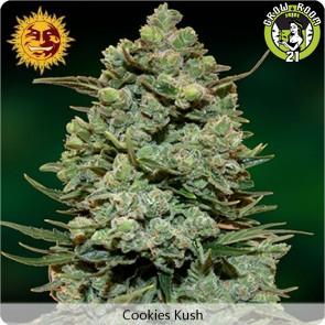 Bild von Cookies Kush