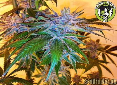 Bild von Portland Obama Kush