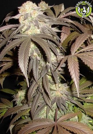 Bild von Pre98 Bubba Kush BX