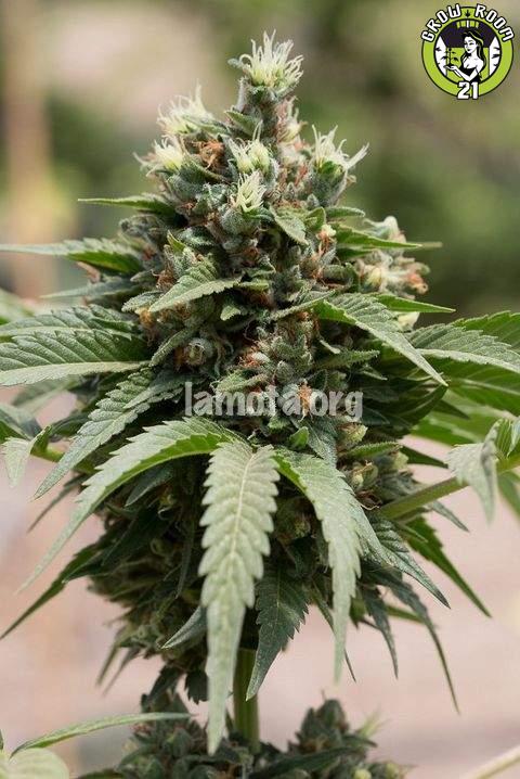 Bild von Do-Si-Dos Cake Autoflowering