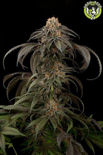 Bild von Purple Afghan Kush