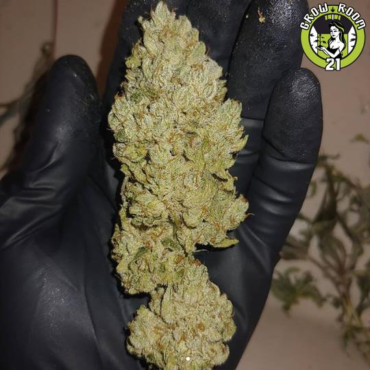 Bild von High School Sweetheart Breath F2 x Gorilla Glue 4