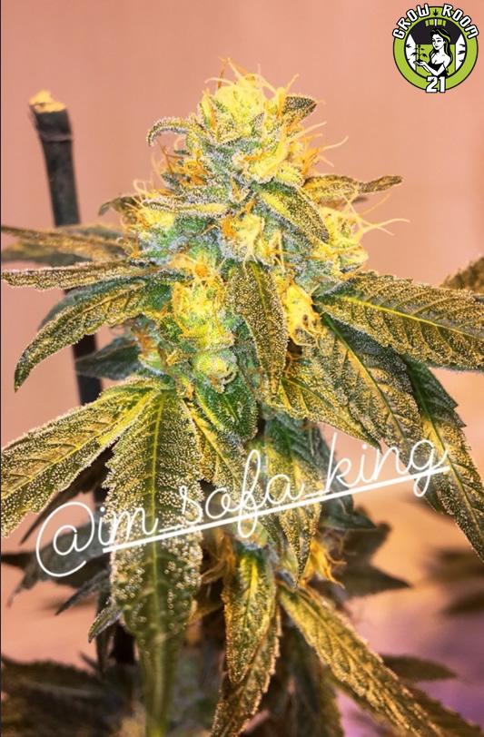 Bild von High School Sweetheart Breath F2 x Wedding Cake