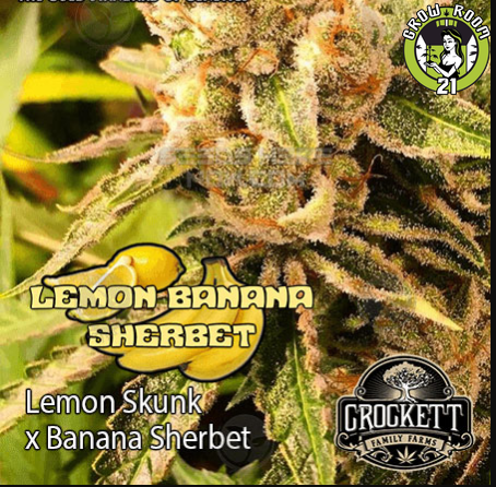 Bild von Lemon Banana Sherbert