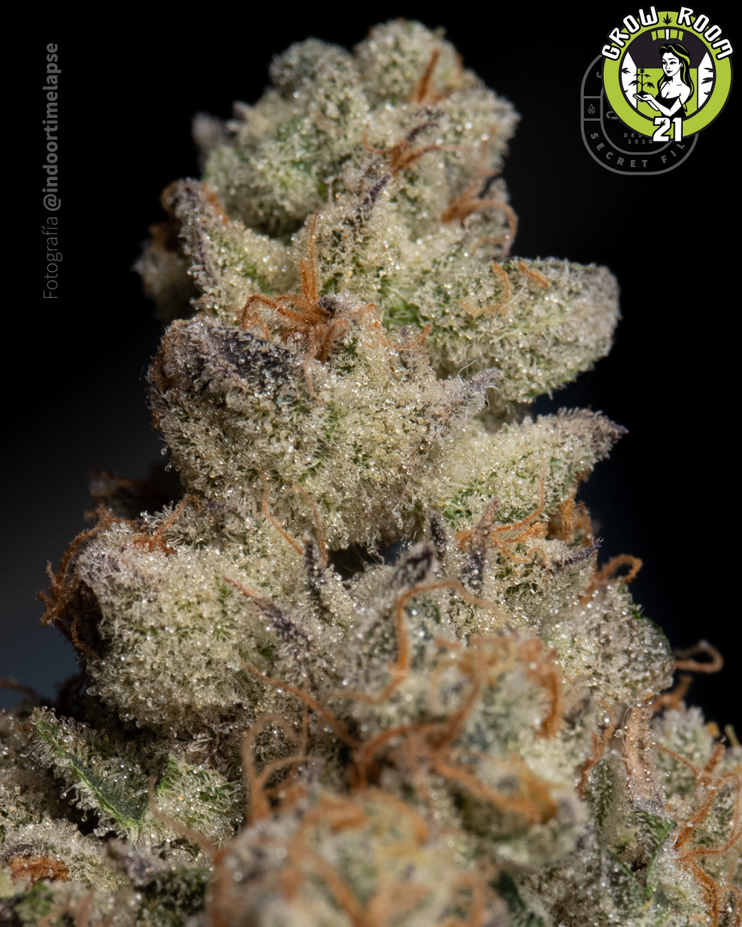 Bild von Platinum Kush Breath 4 x Golden Cobra