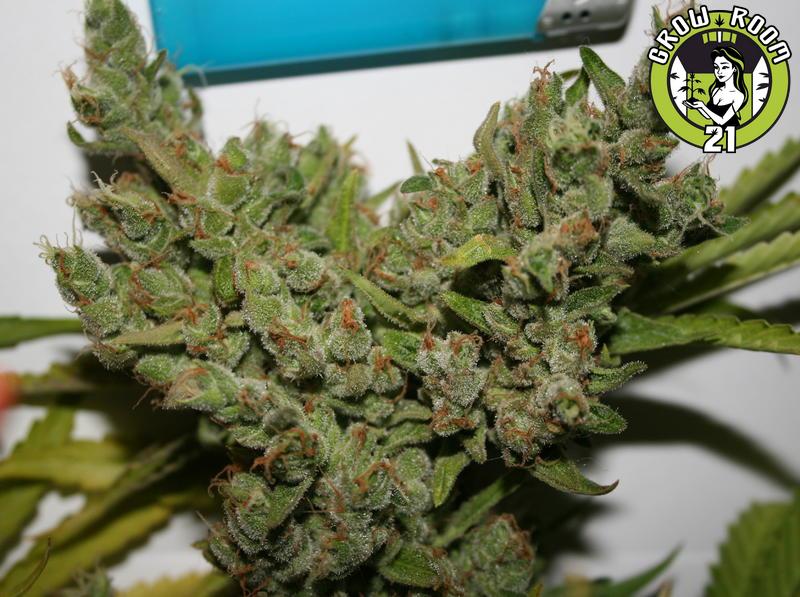 Bild von Strawberry Sour Haze