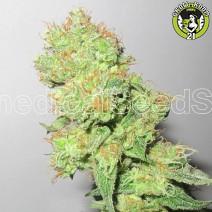 Bild von Y Griega CBD