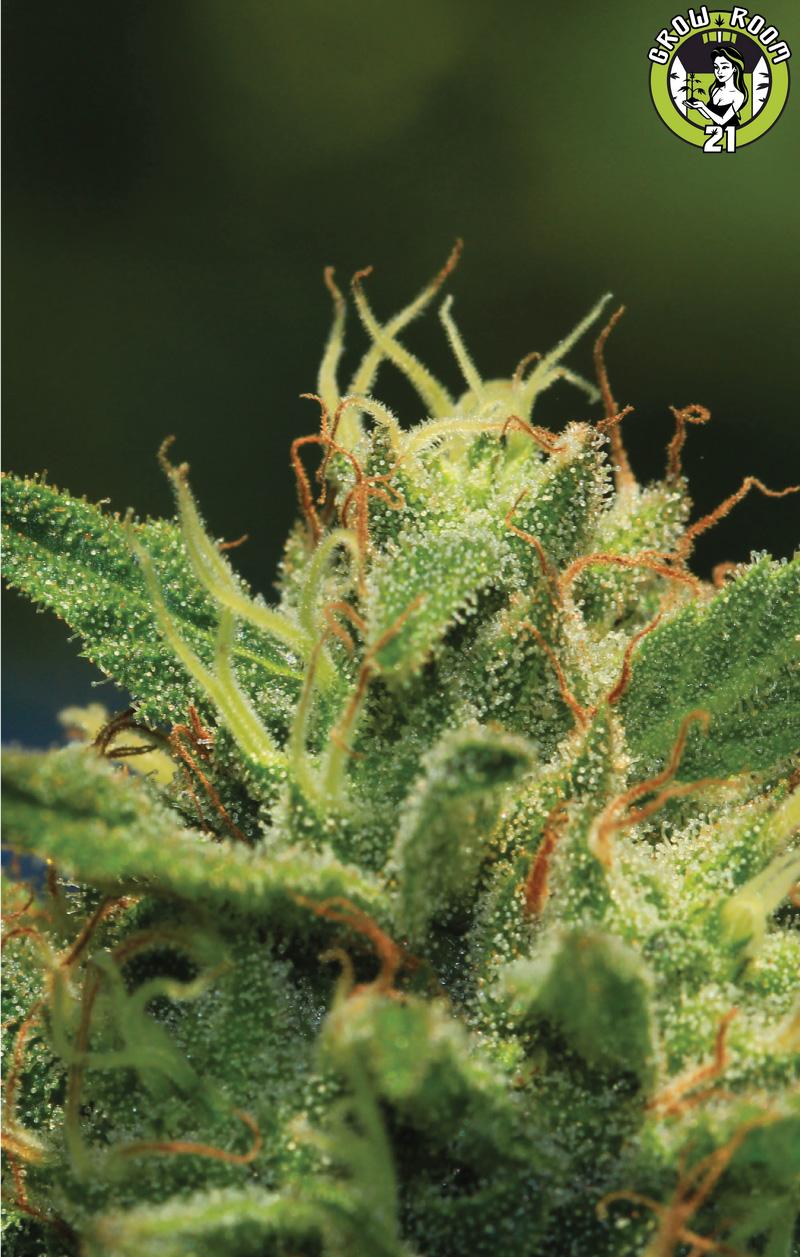 Bild von Humboldt Sour Diesel