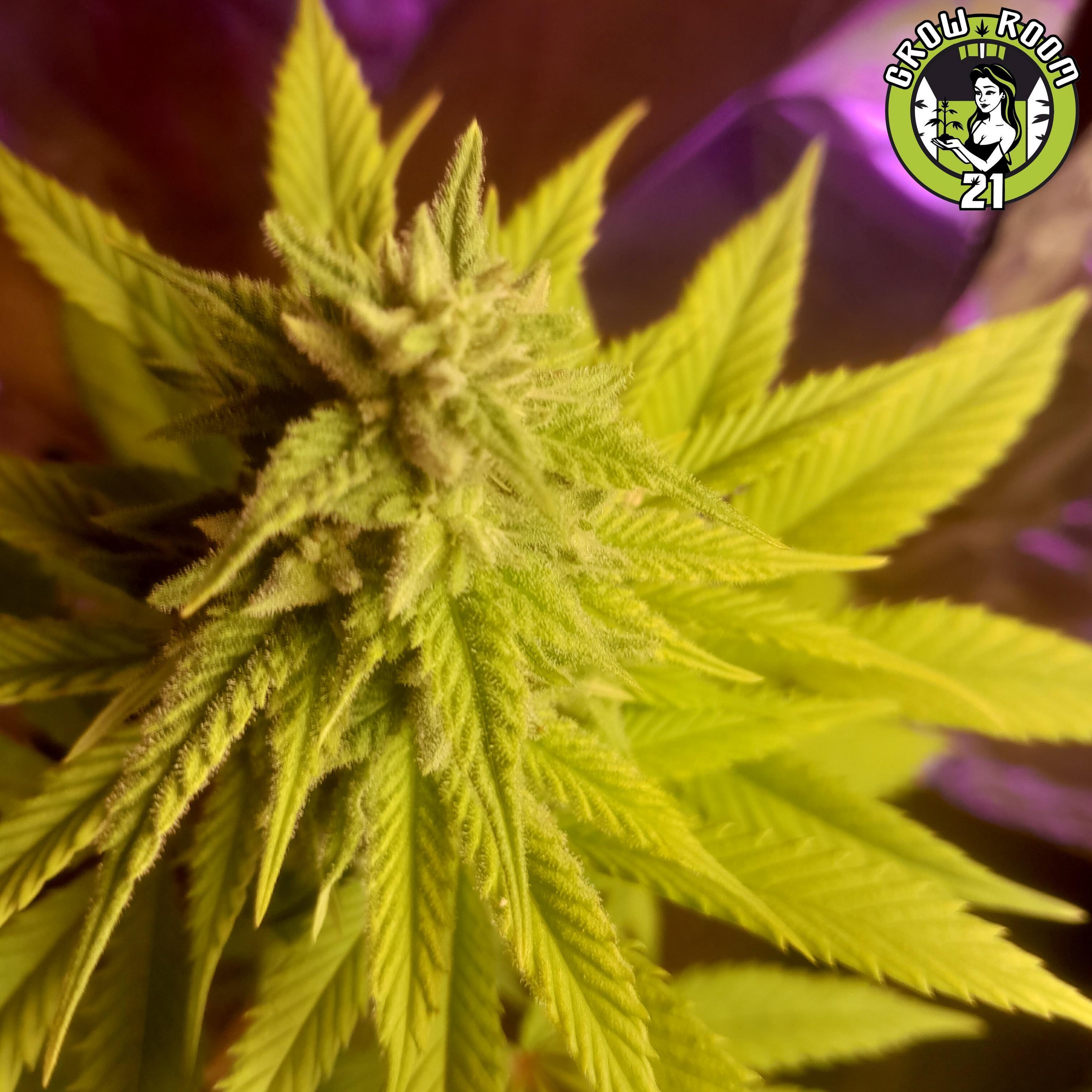 Bild von Illinois Skunk