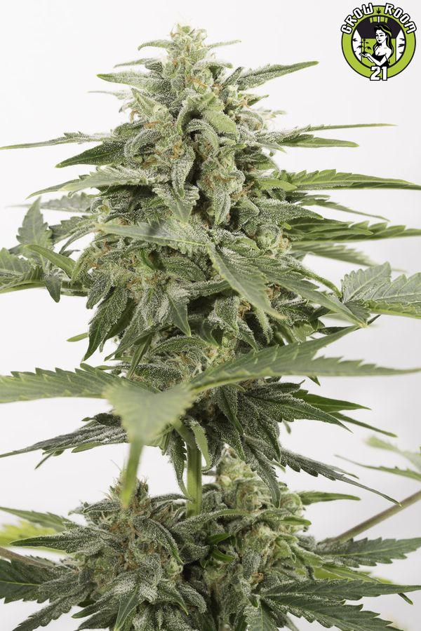 Bild von Industrial Plant Autoflowering CBD