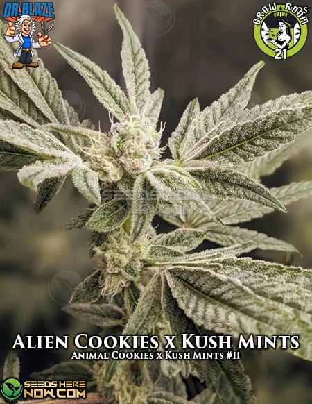 Bild von Alien Cookies x Kush Mints