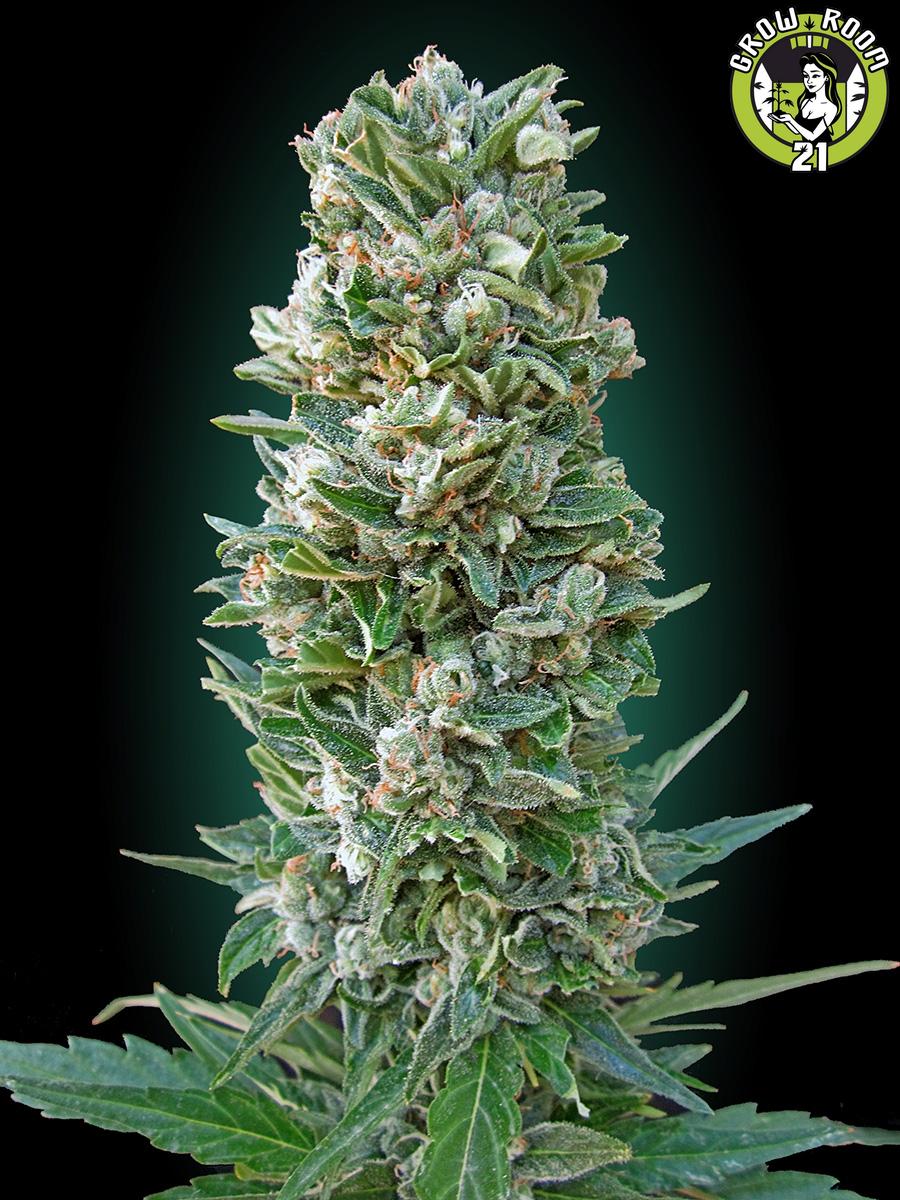 Bild von Auto Heavy Bud