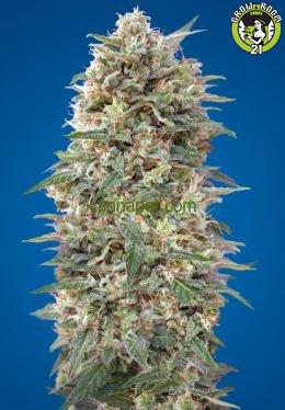 Bild von Auto California Kush