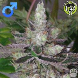 Bild von Rock-Star Kush