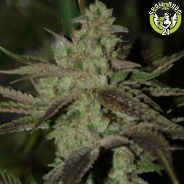 Bild von Romulan Sativa