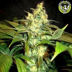 Bild von Sour Blackberry Diesel