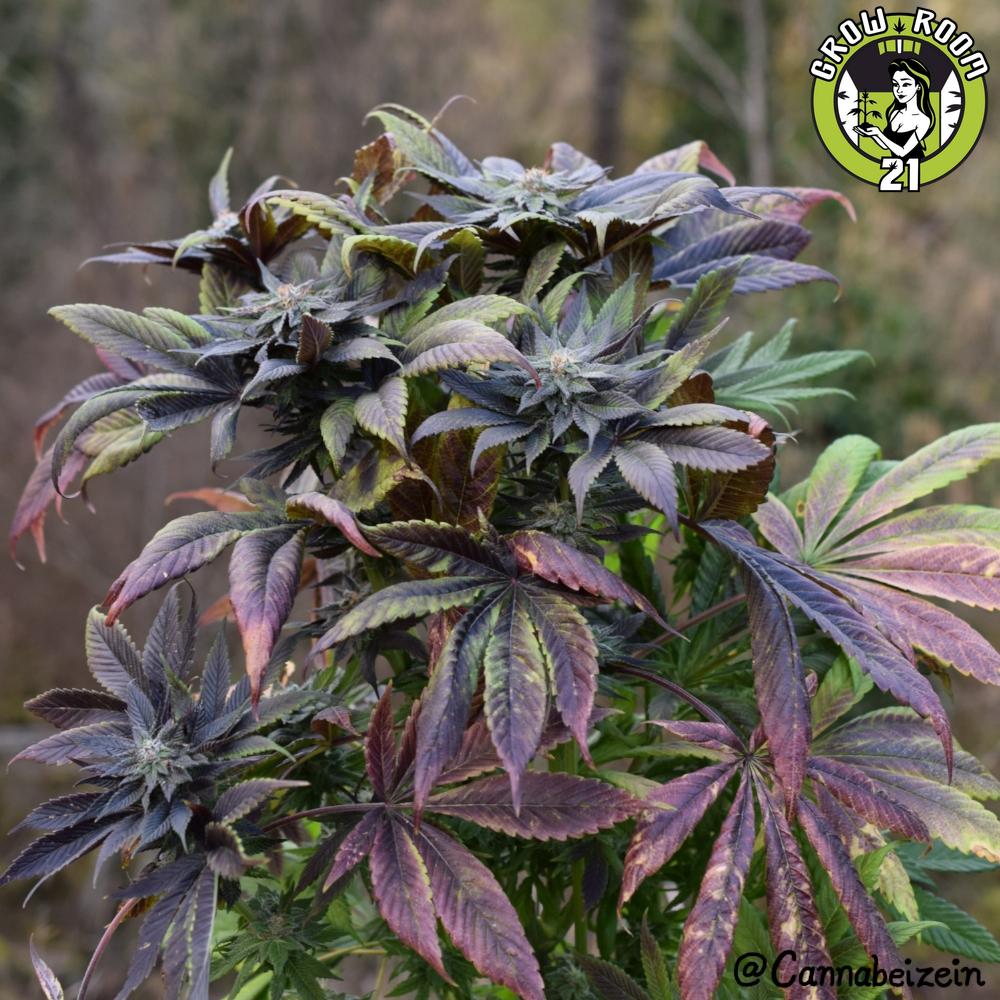 Bild von Blueberry x Jesus OG