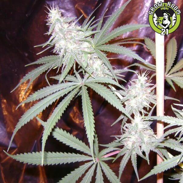 Bild von Antenna Super Colombian Purple Haze