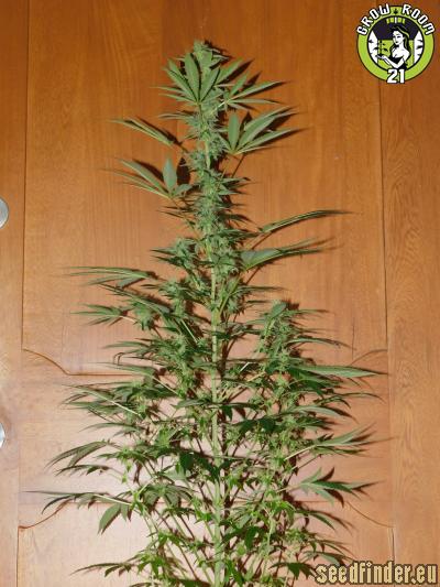 Bild von Black Kush 98