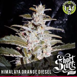 Bild von Himalaya Orange Diesel