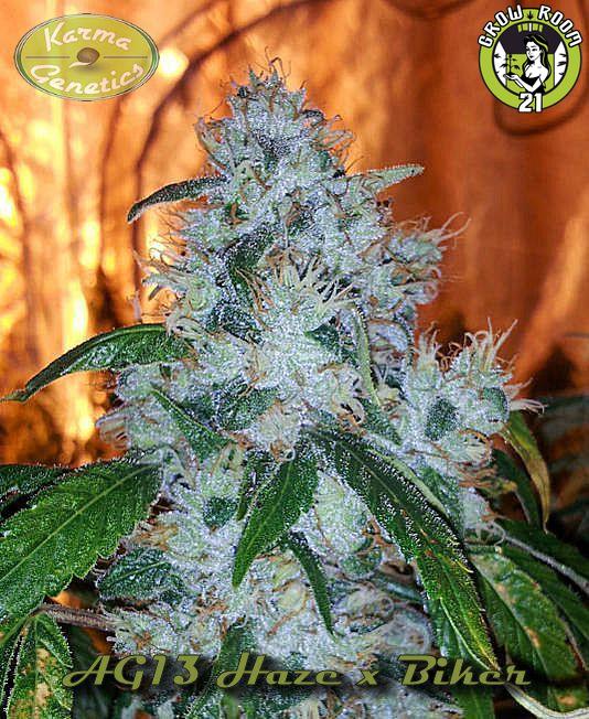 Bild von AG13haze x Biker Kush