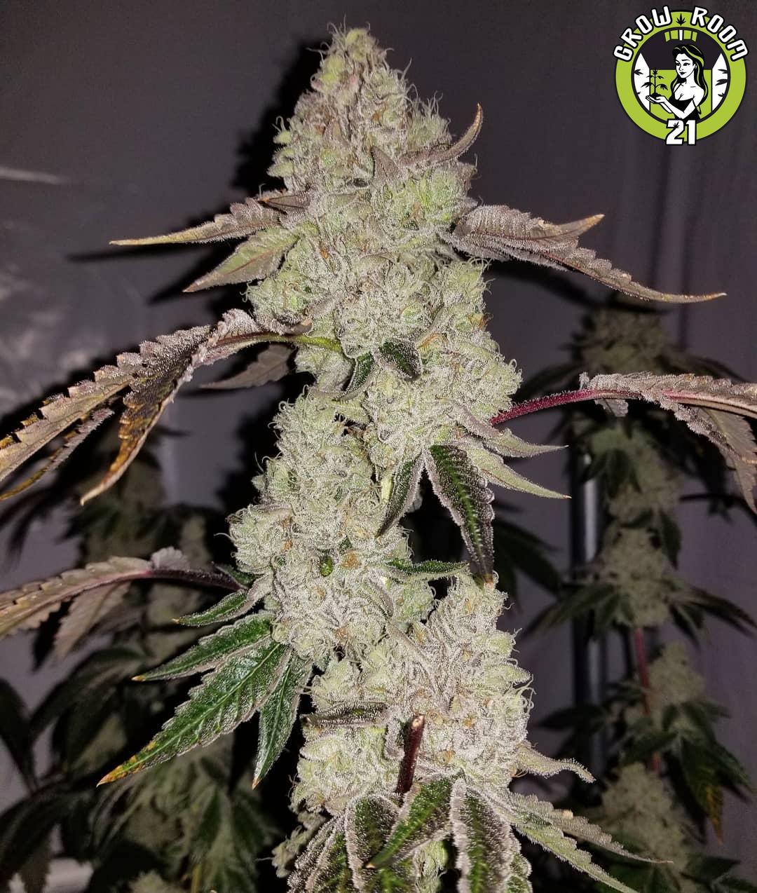 Bild von Banana Kush