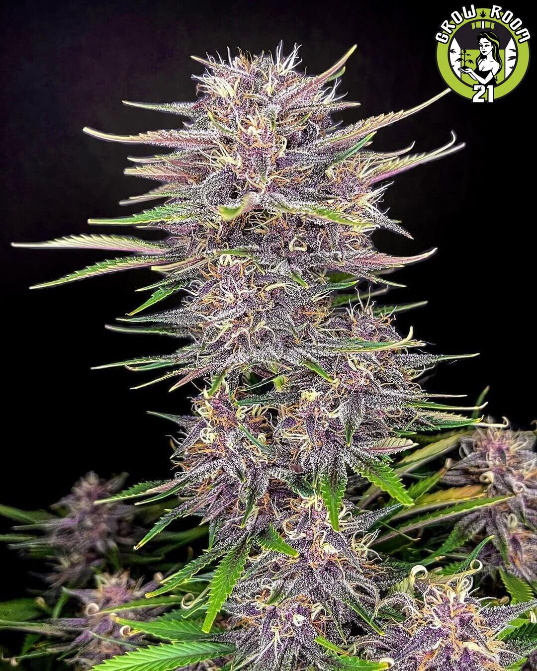 Bild von Banana Purple Punch Auto