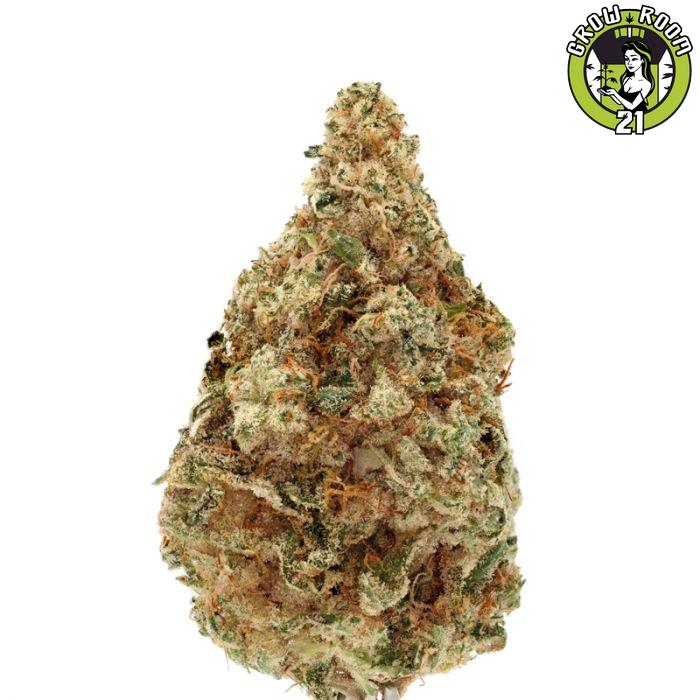 Bild von Charlottes Dream CBD Autoflower