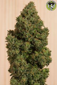 Bild von Blue Dream CBD