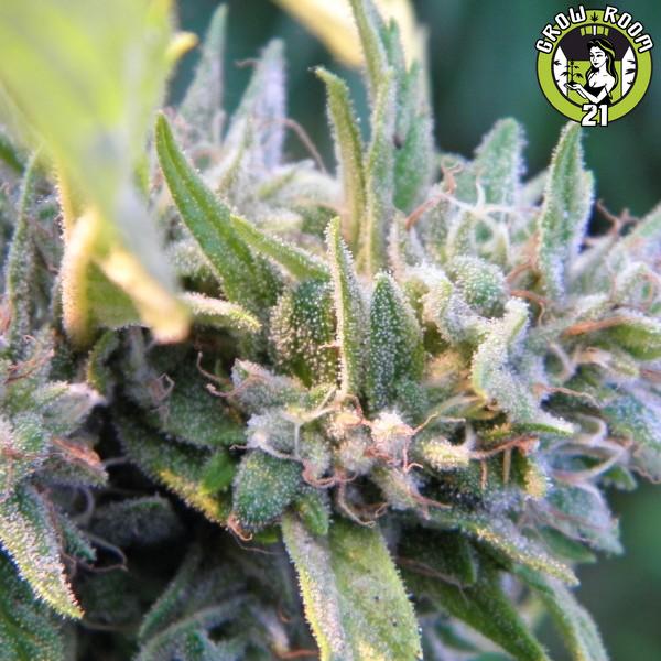 Bild von Oregon Grown OG