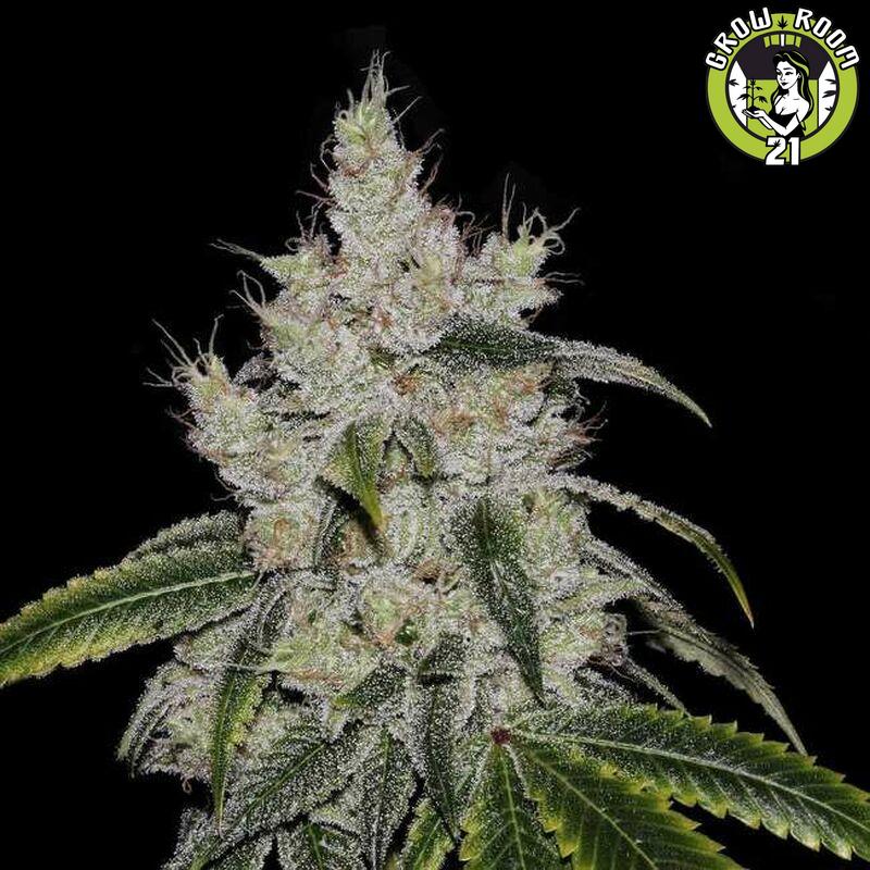 Bild von CBD Mexican Gold