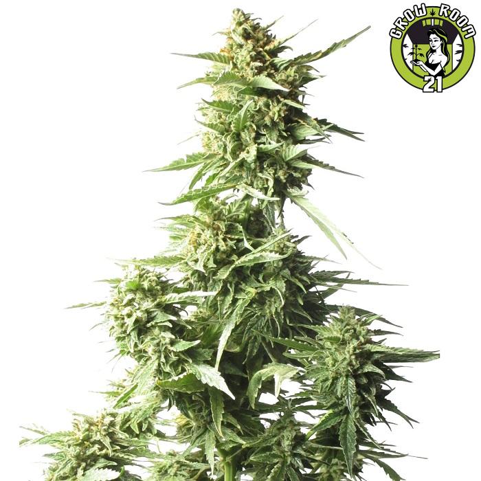 Bild von AK-47 Auto