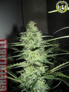 Bild von Ace Silver Haze