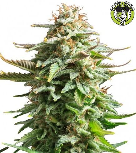 Bild von Amnesia Haze