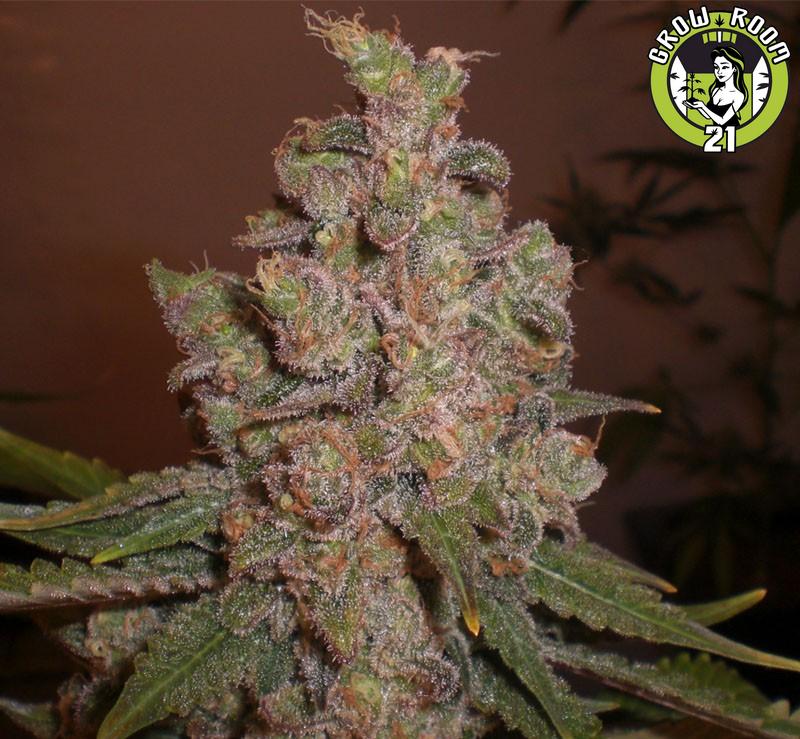 Bild von Auto Funky Skunk