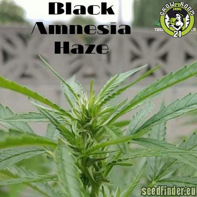 Bild von Black Amnesia Haze