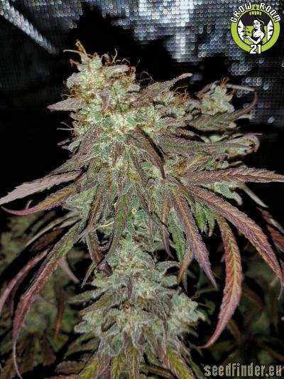 Bild von Doctor Seedsman CBD 30:1