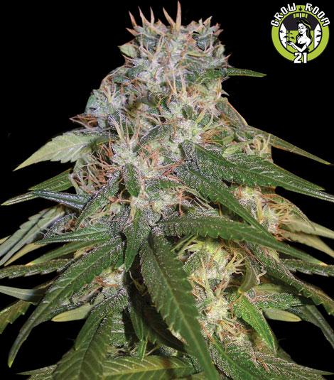 Bild von Jamaican High Grade