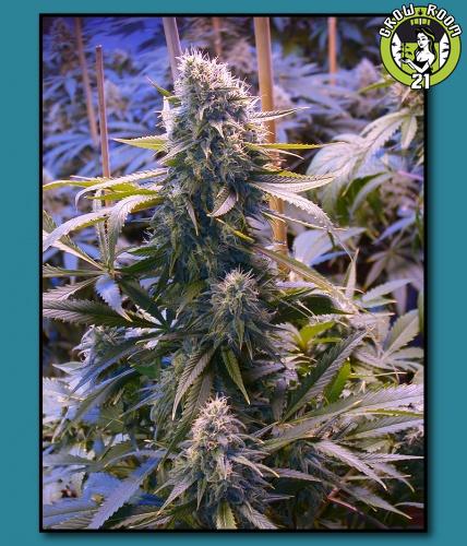 Bild von Kahuna Bud x Cherry Bomb